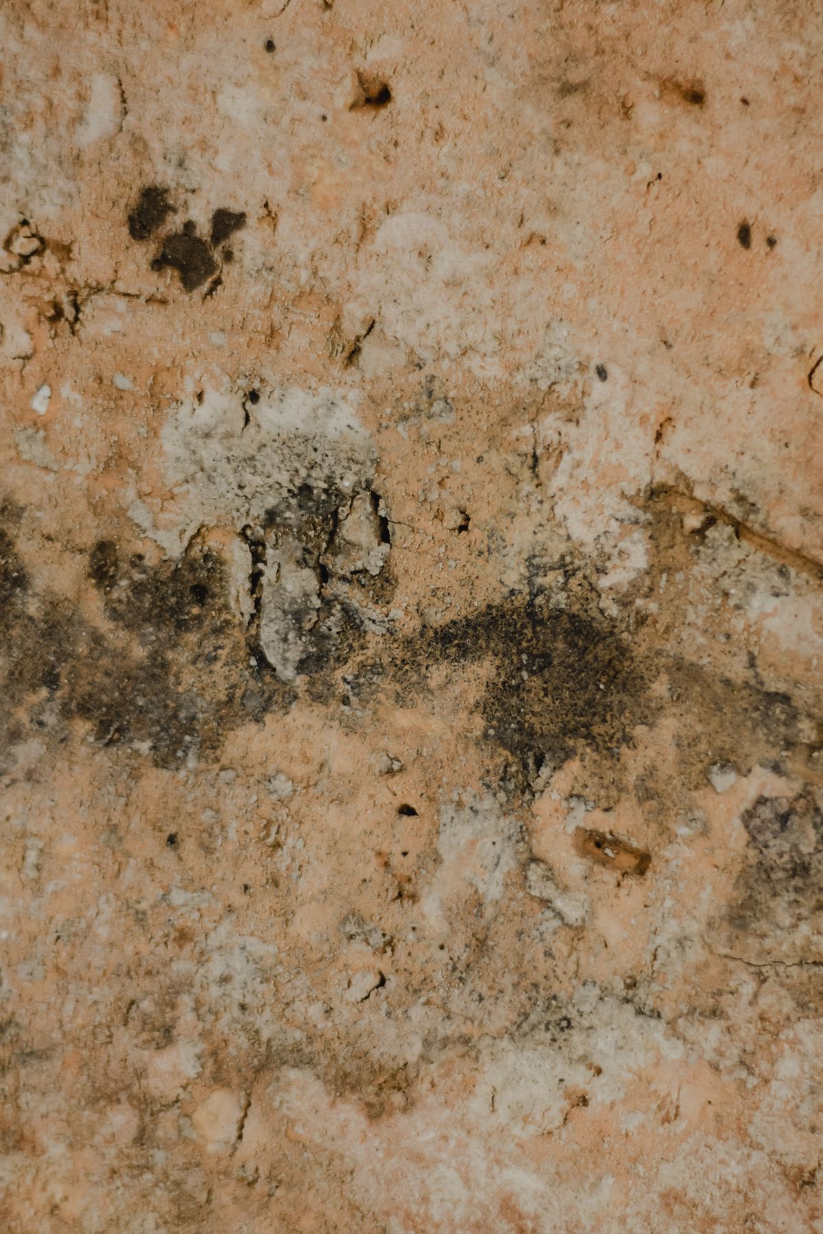 Mold & Air Quality Inspections 3
